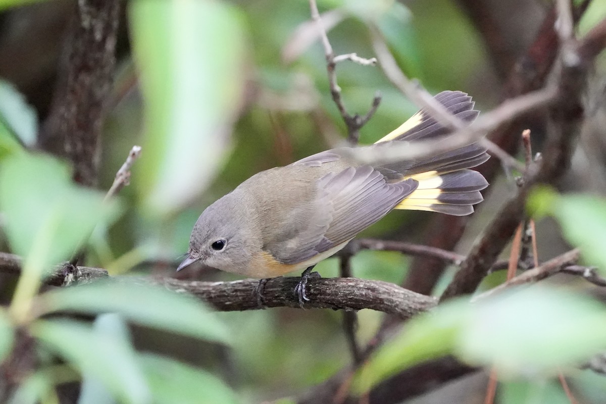 American Redstart - ML642786289