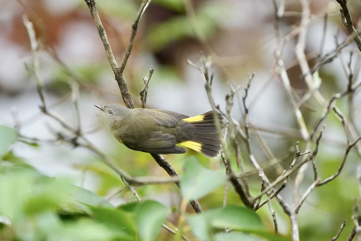 American Redstart - ML642786290