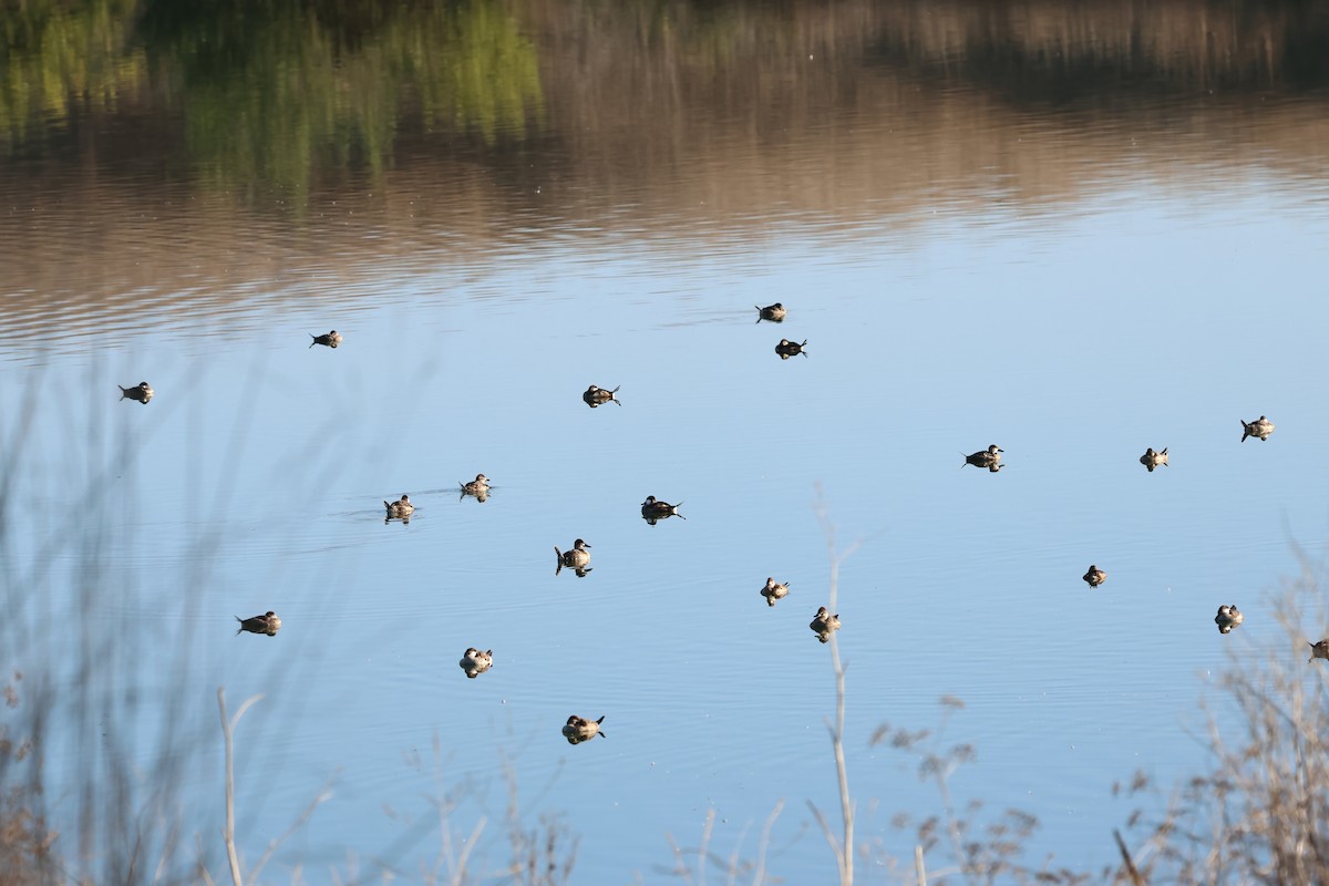 Ruddy Duck - ML642786301