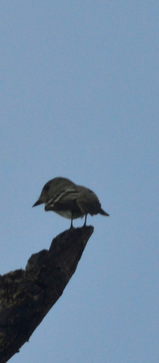 Western/Eastern Wood-Pewee - ML642786307