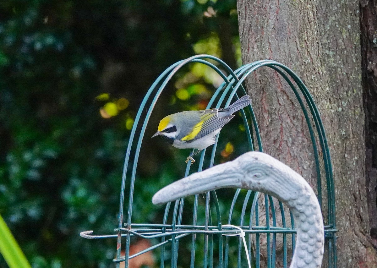 Golden-winged Warbler - ML642786319