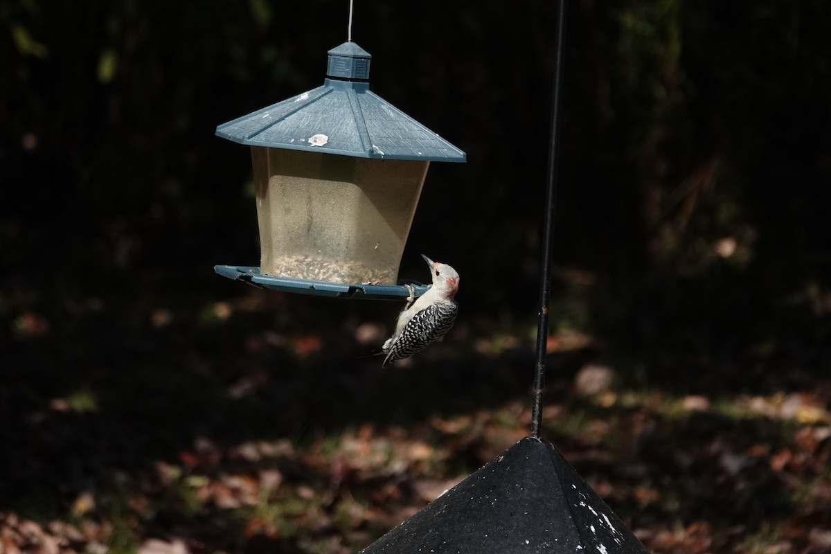 Red-bellied Woodpecker - ML642786328