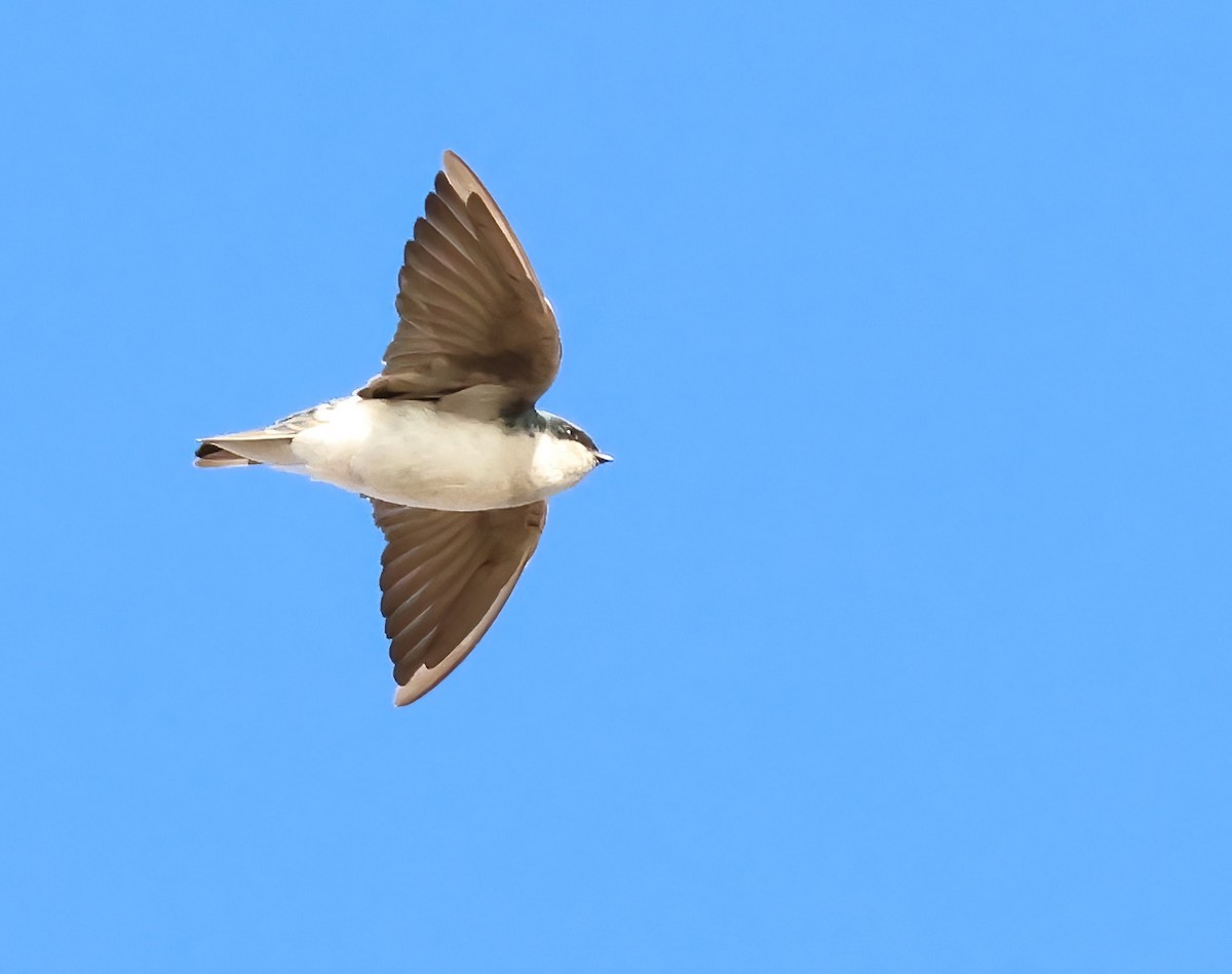 Tree Swallow - ML642786329