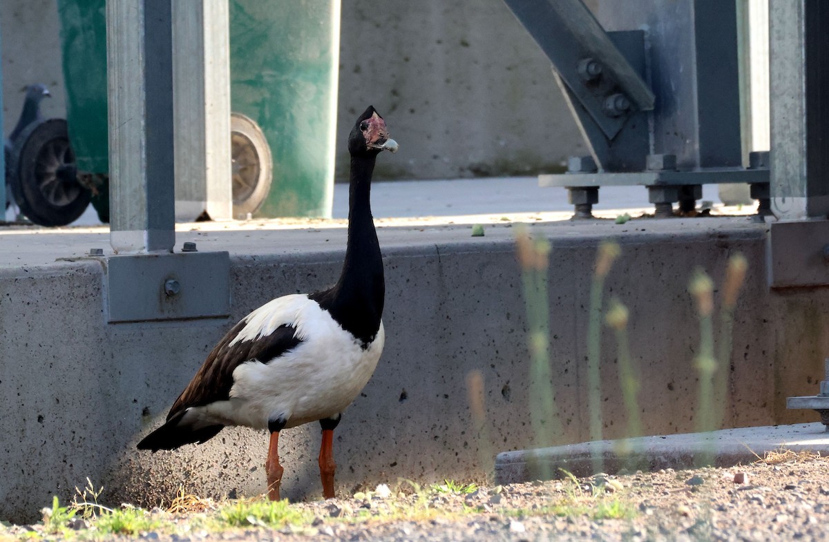 Magpie Goose - ML642786343