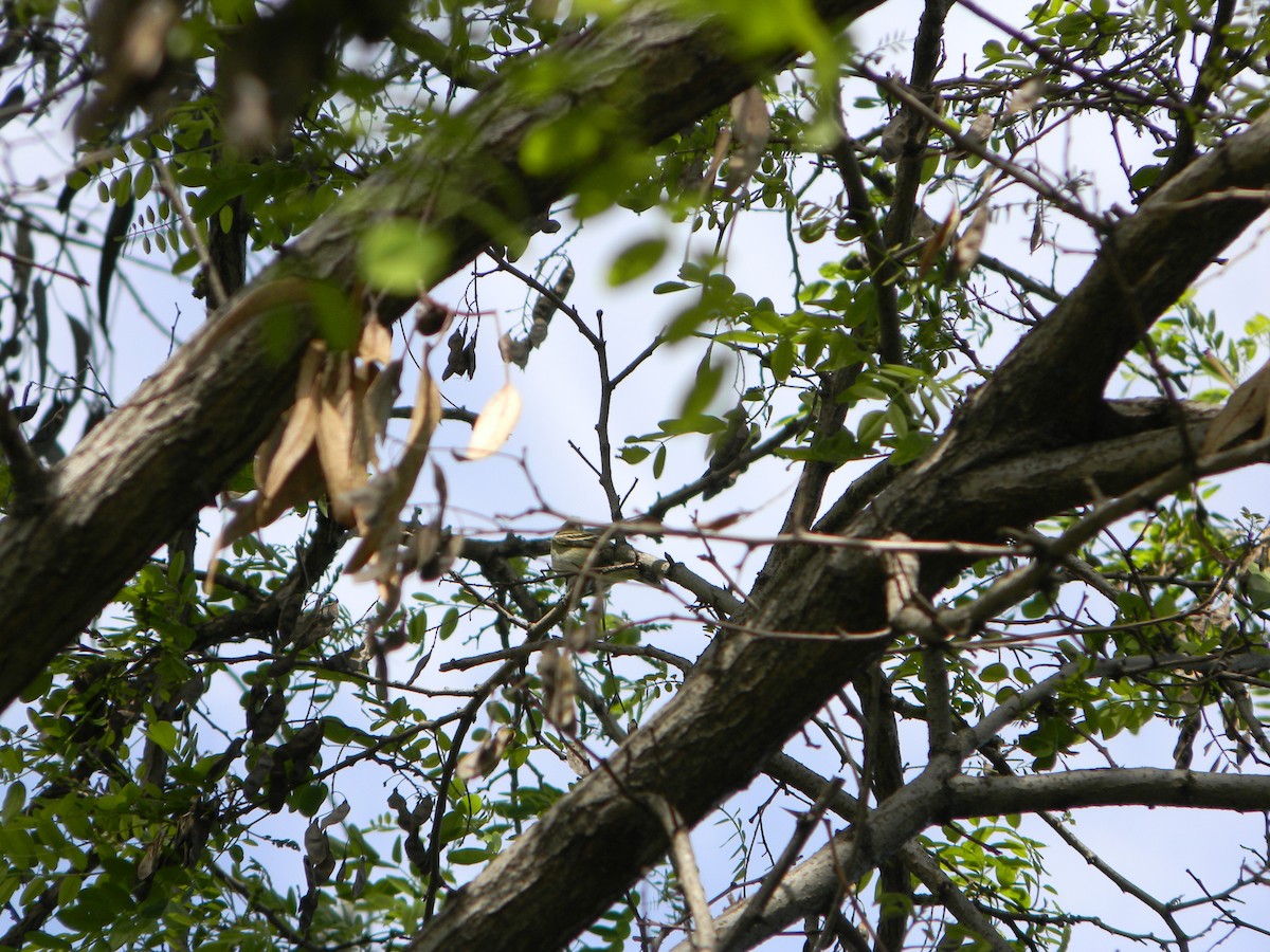 White-crested Elaenia - ML642786350