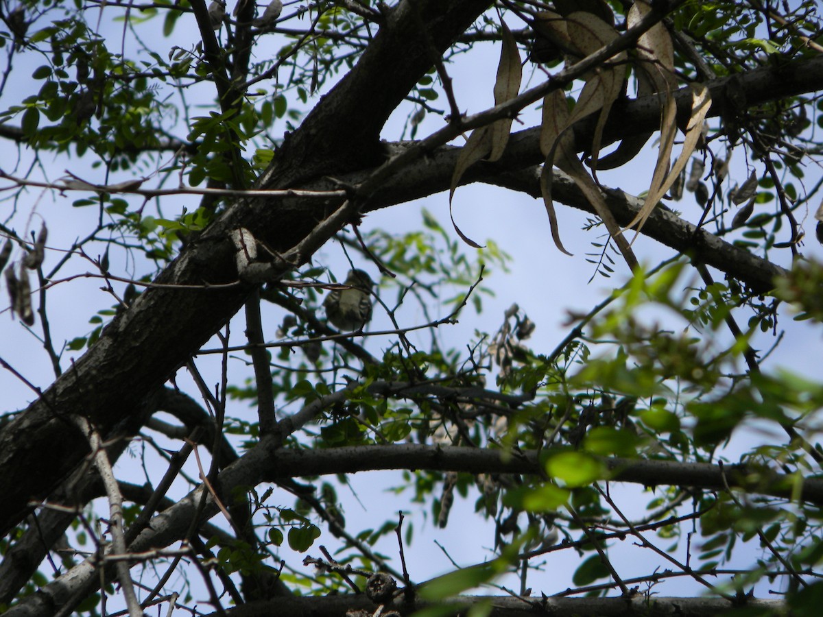 White-crested Elaenia - ML642786351