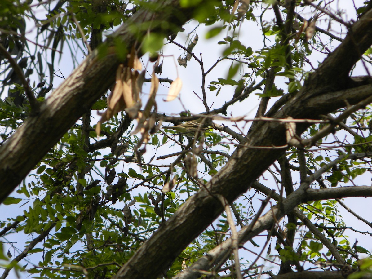 White-crested Elaenia - ML642786352