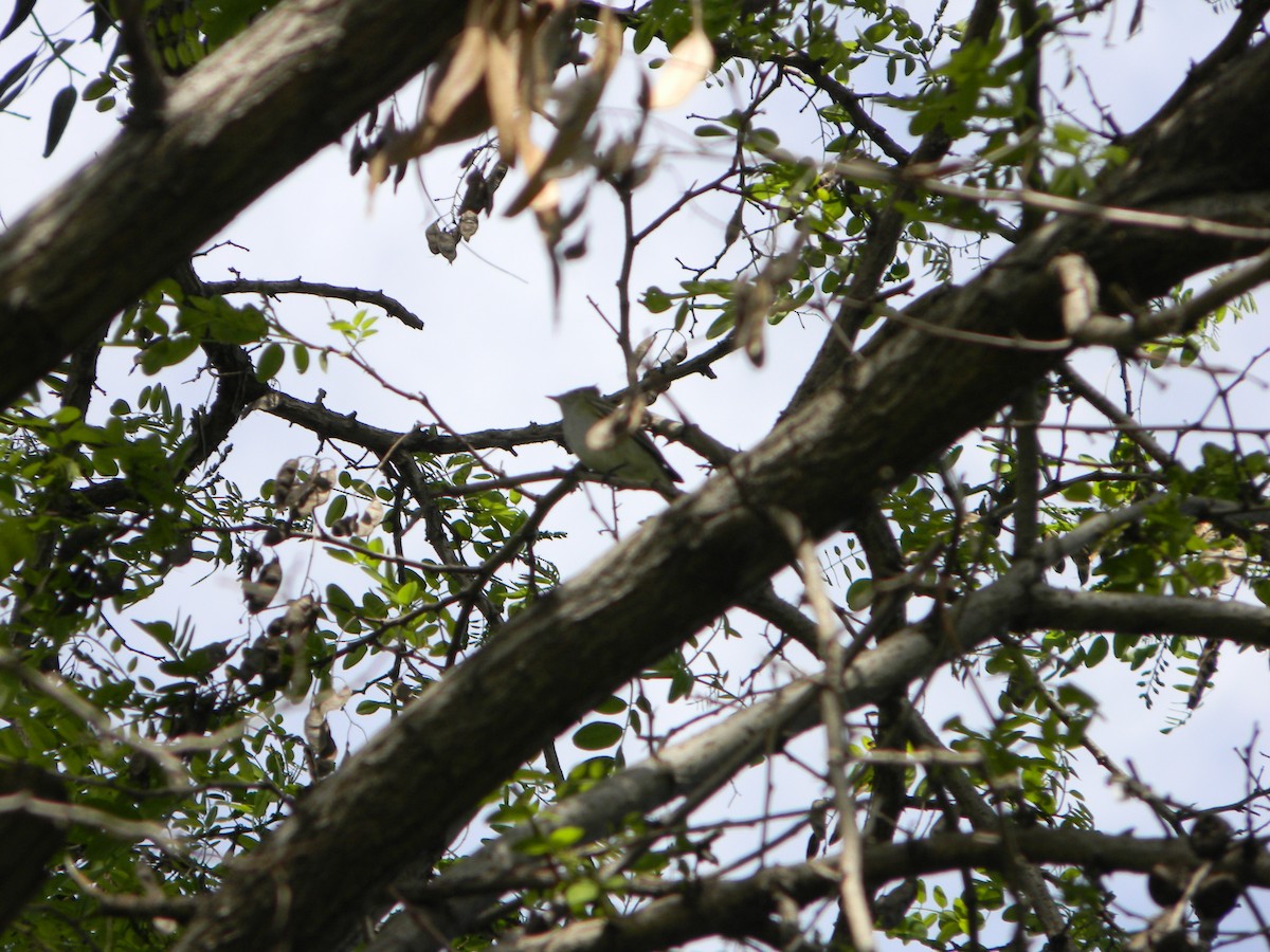 White-crested Elaenia - ML642786353