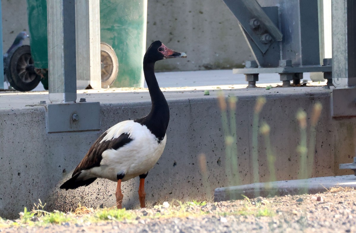 Magpie Goose - ML642786354