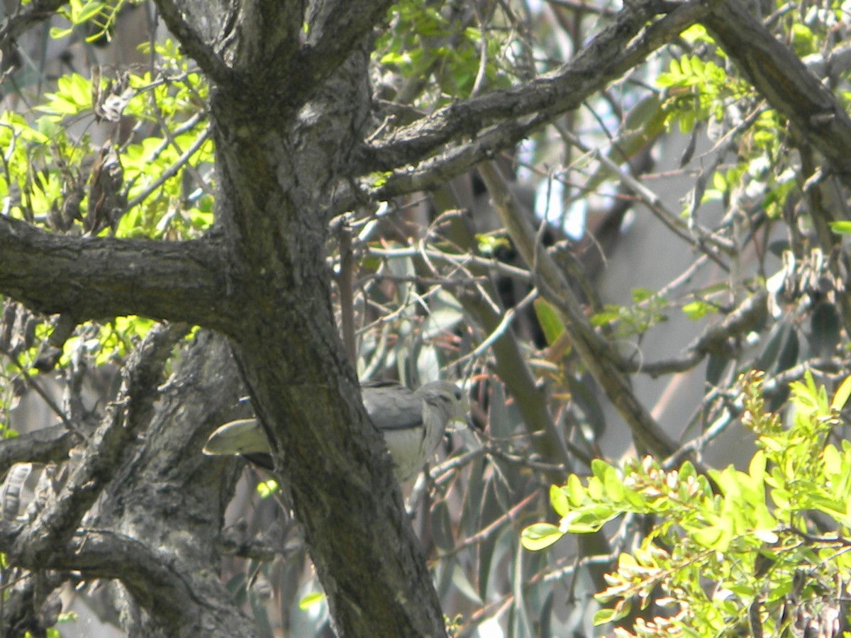 Eared Dove - ML642786368