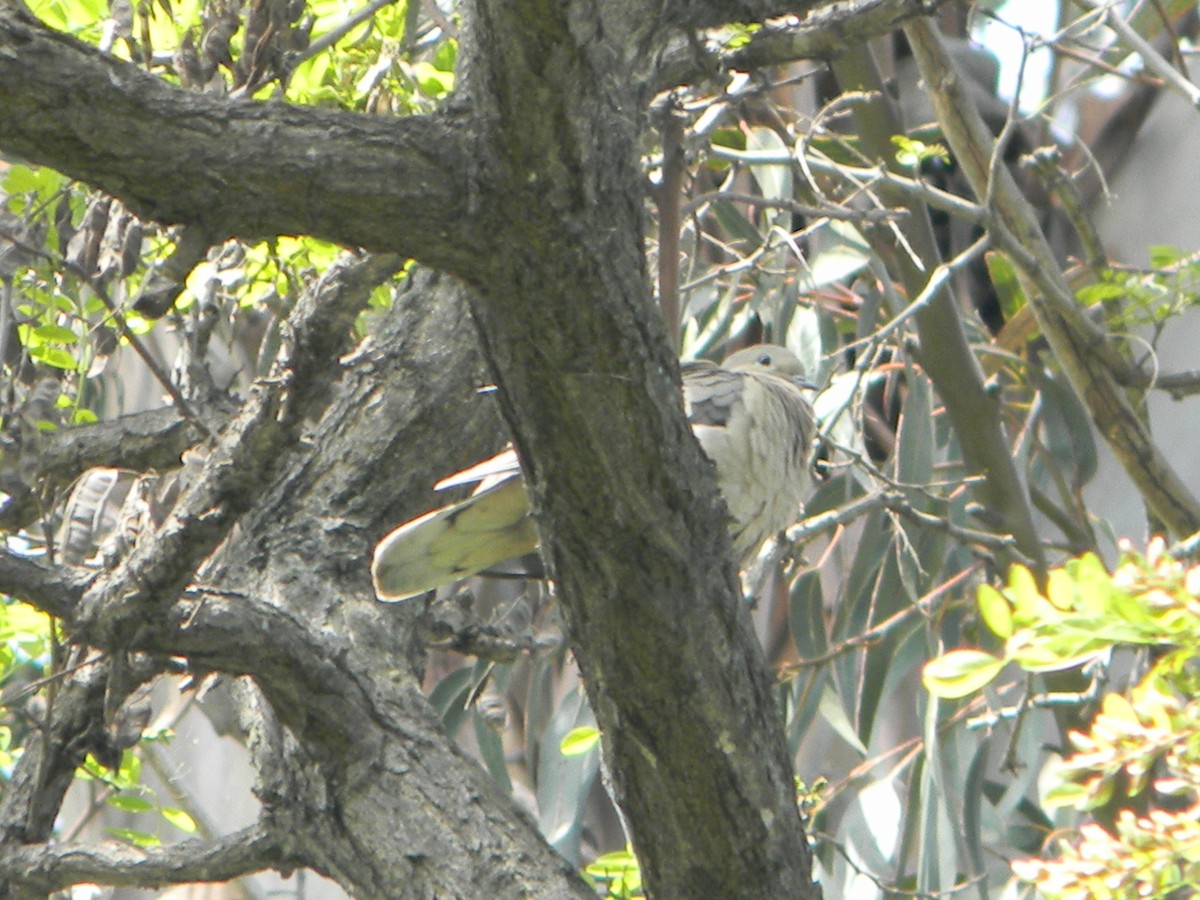 Eared Dove - ML642786369