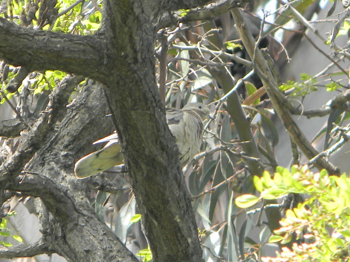 Eared Dove - ML642786370