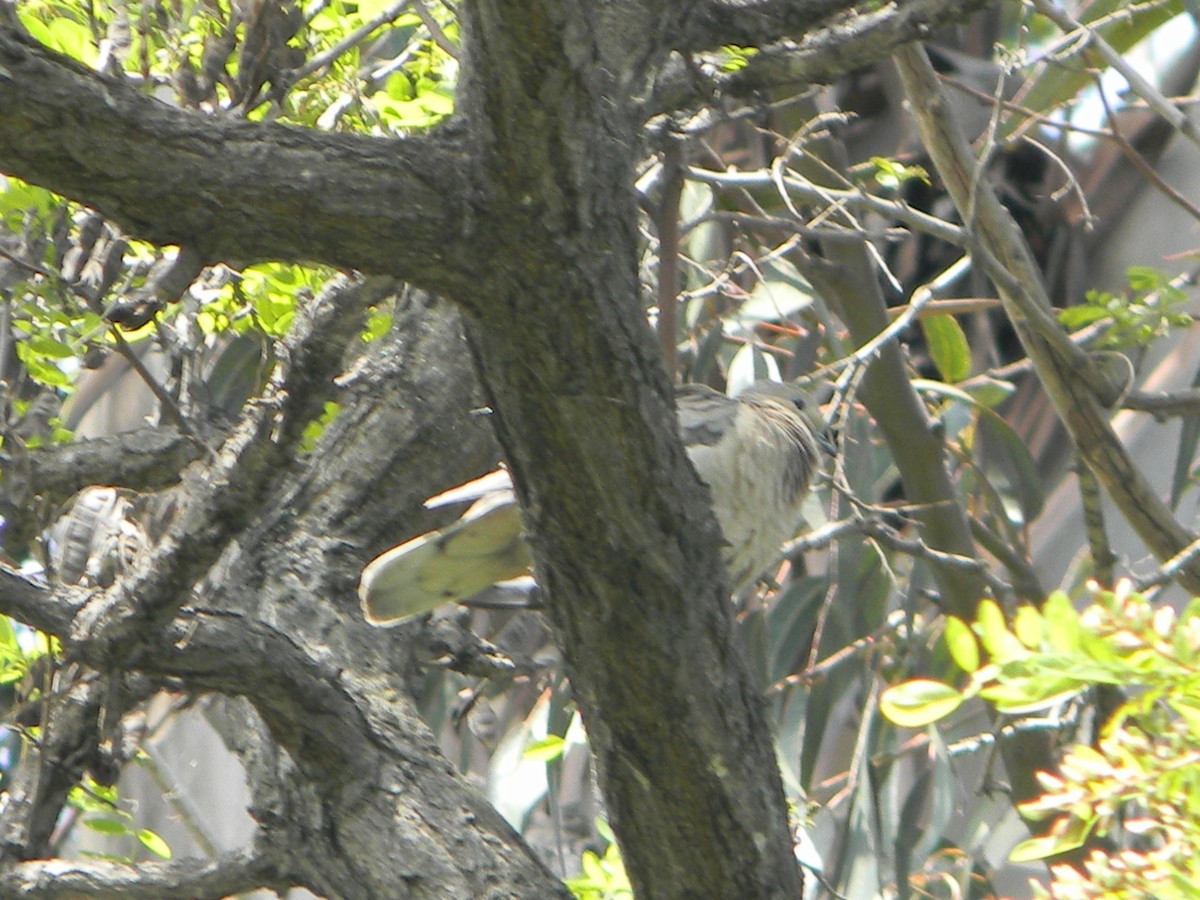 Eared Dove - ML642786371