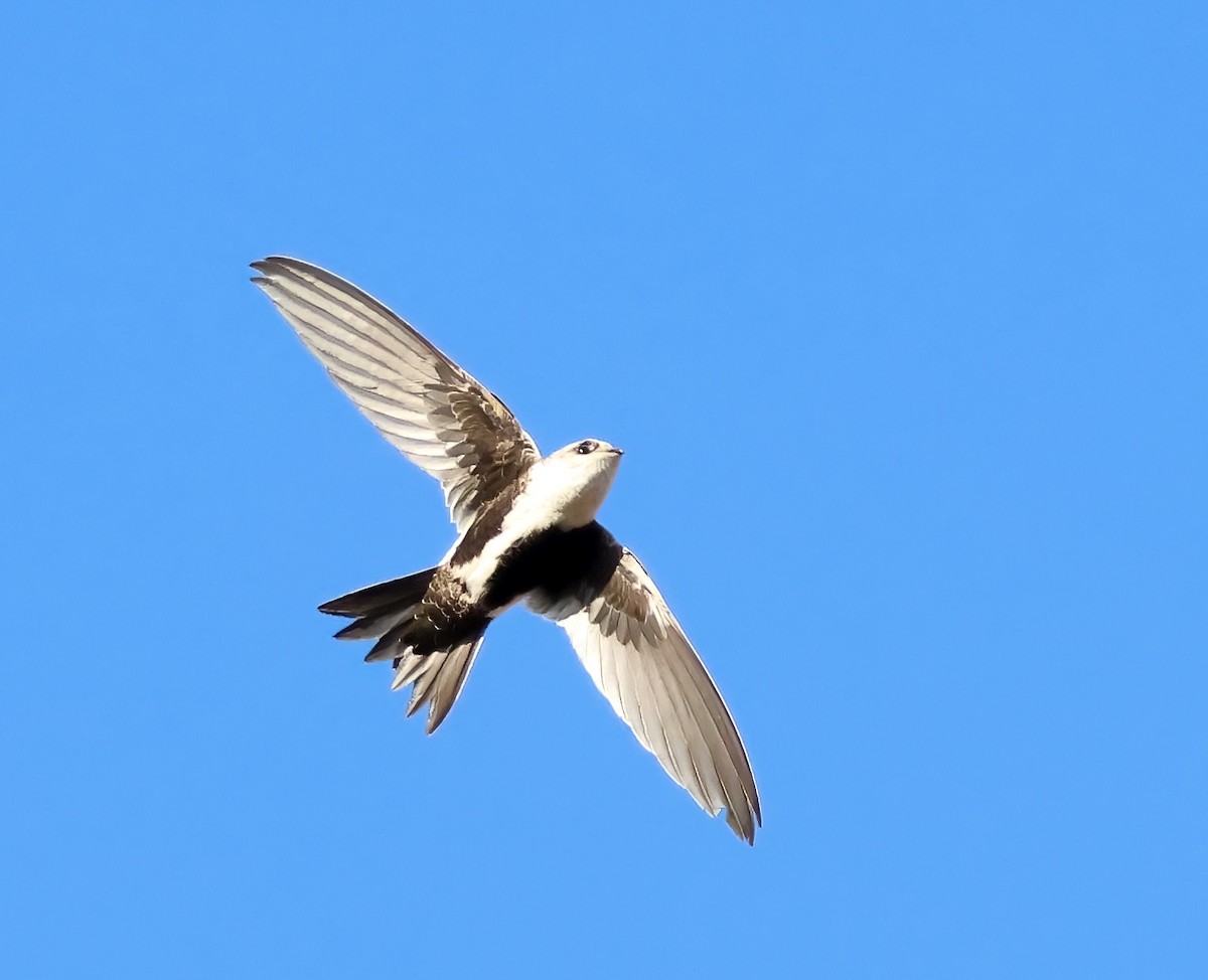 White-throated Swift - ML642786372