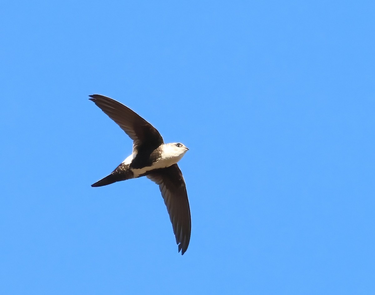 White-throated Swift - ML642786373