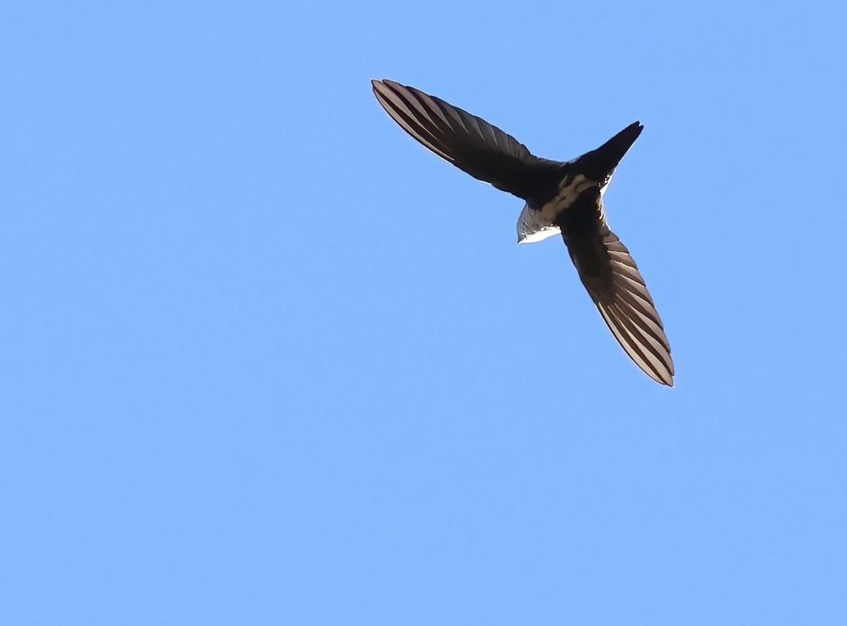 White-throated Swift - ML642786374