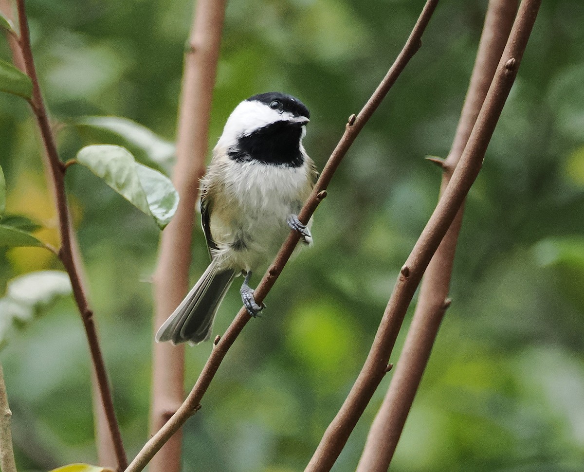 Mésange de Caroline - ML642786381