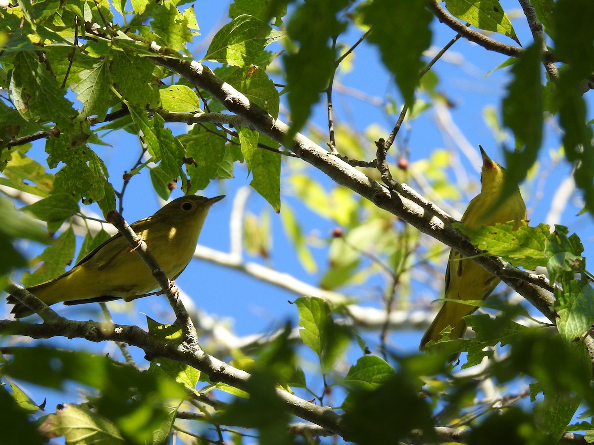 Yellow Warbler (Northern) - ML642786388