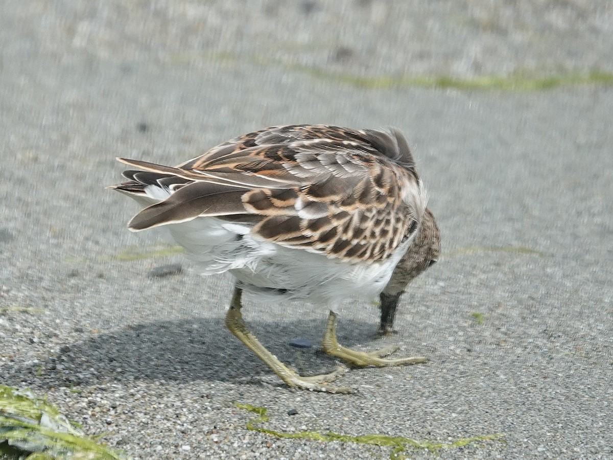 Least Sandpiper - ML642786395