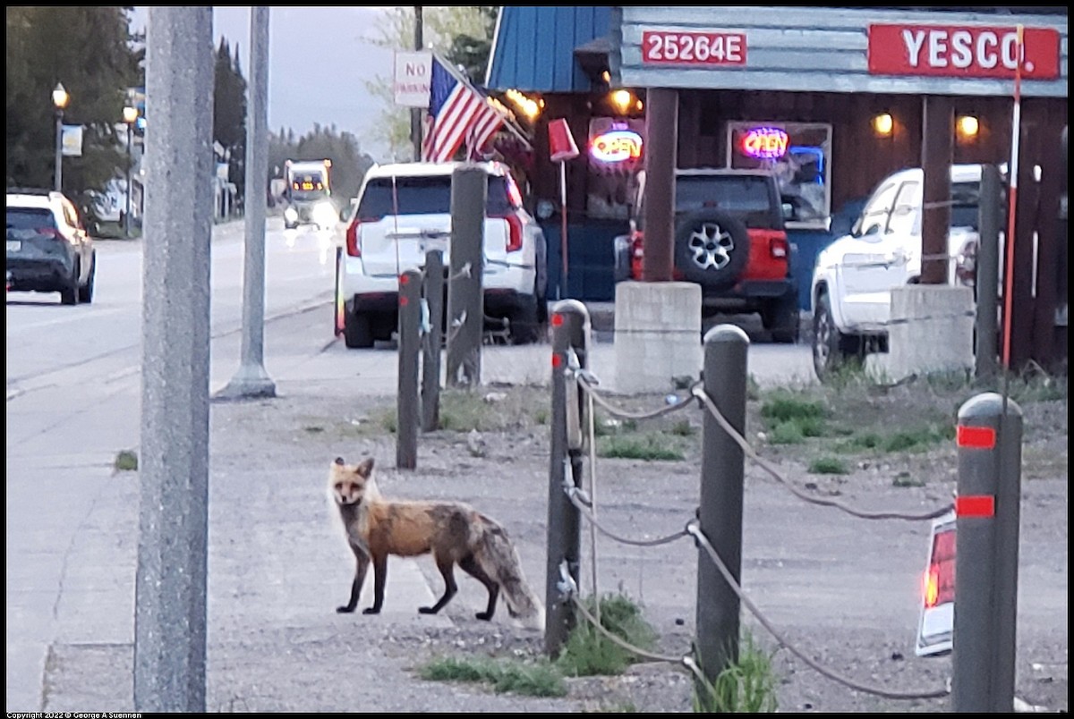 Rocky Mountain Red Fox - ML642786411