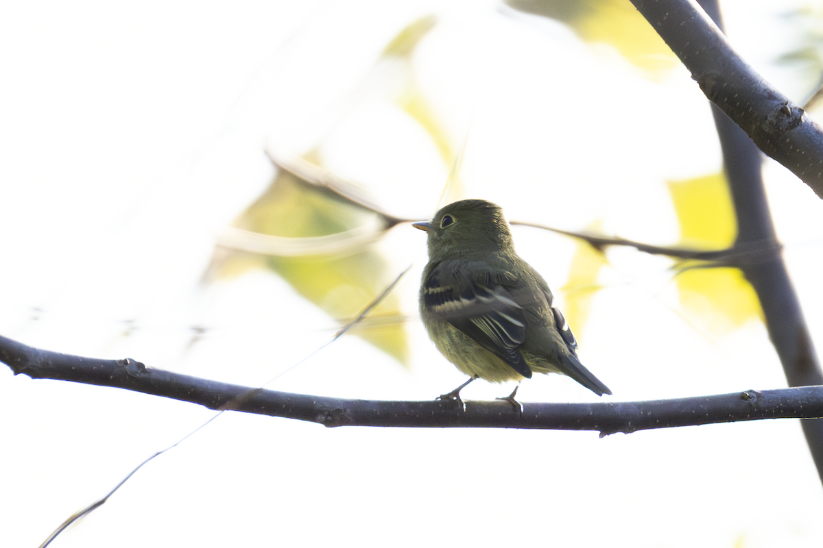 Yellow-bellied Flycatcher - ML642786413