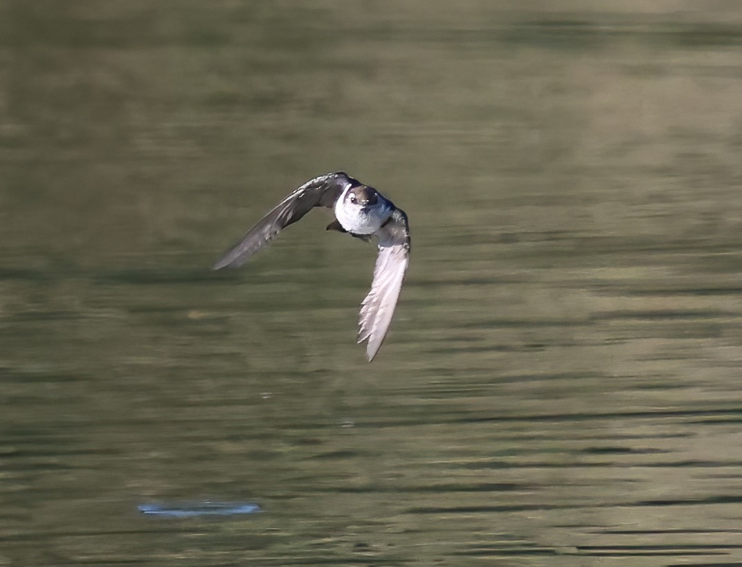 Violet-green Swallow - ML642786414