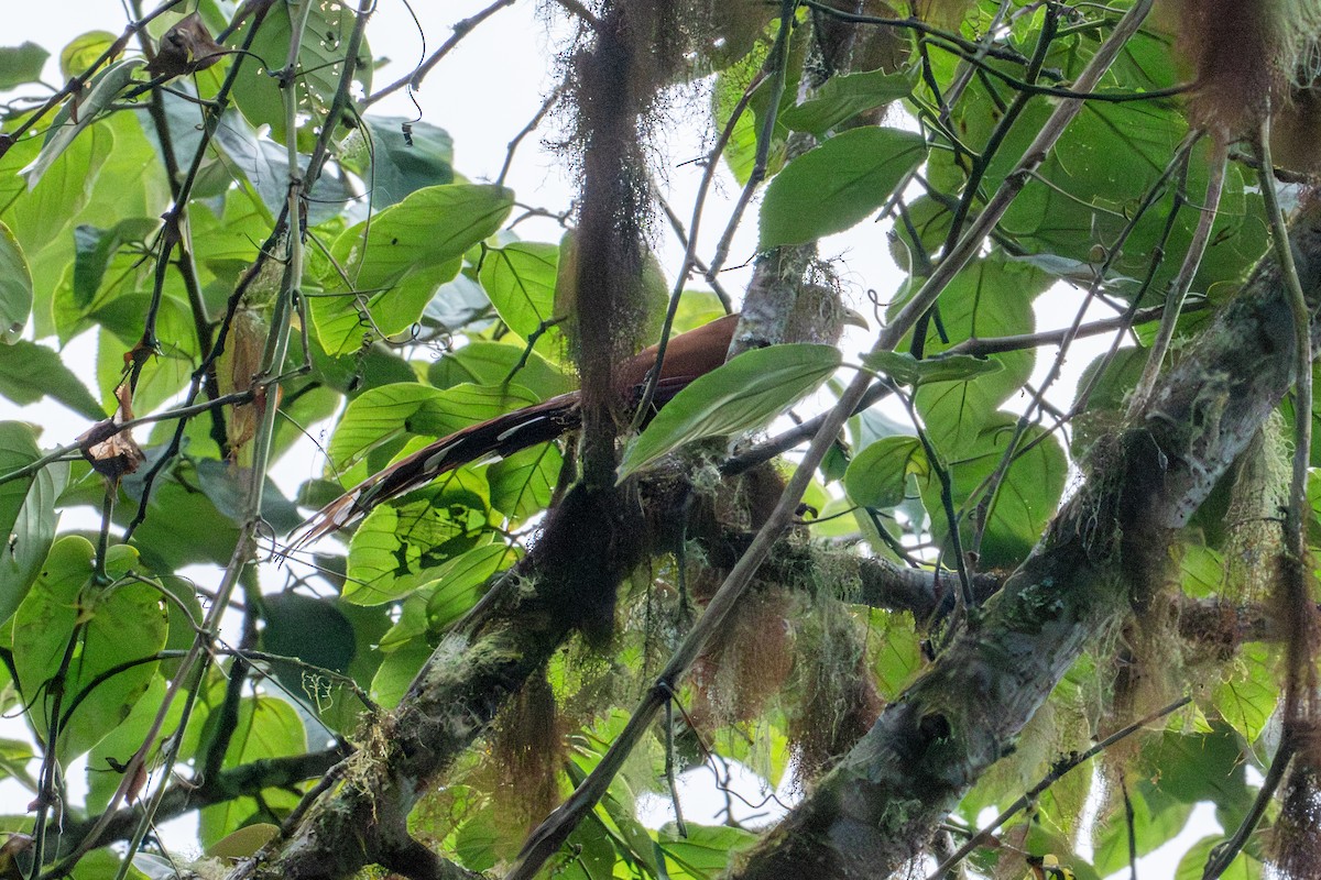 Eichhornkuckuck - ML642786428