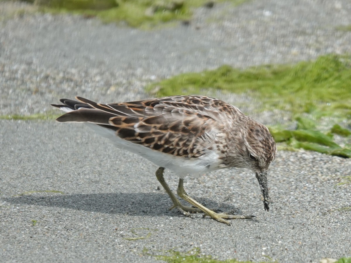 Least Sandpiper - ML642786437