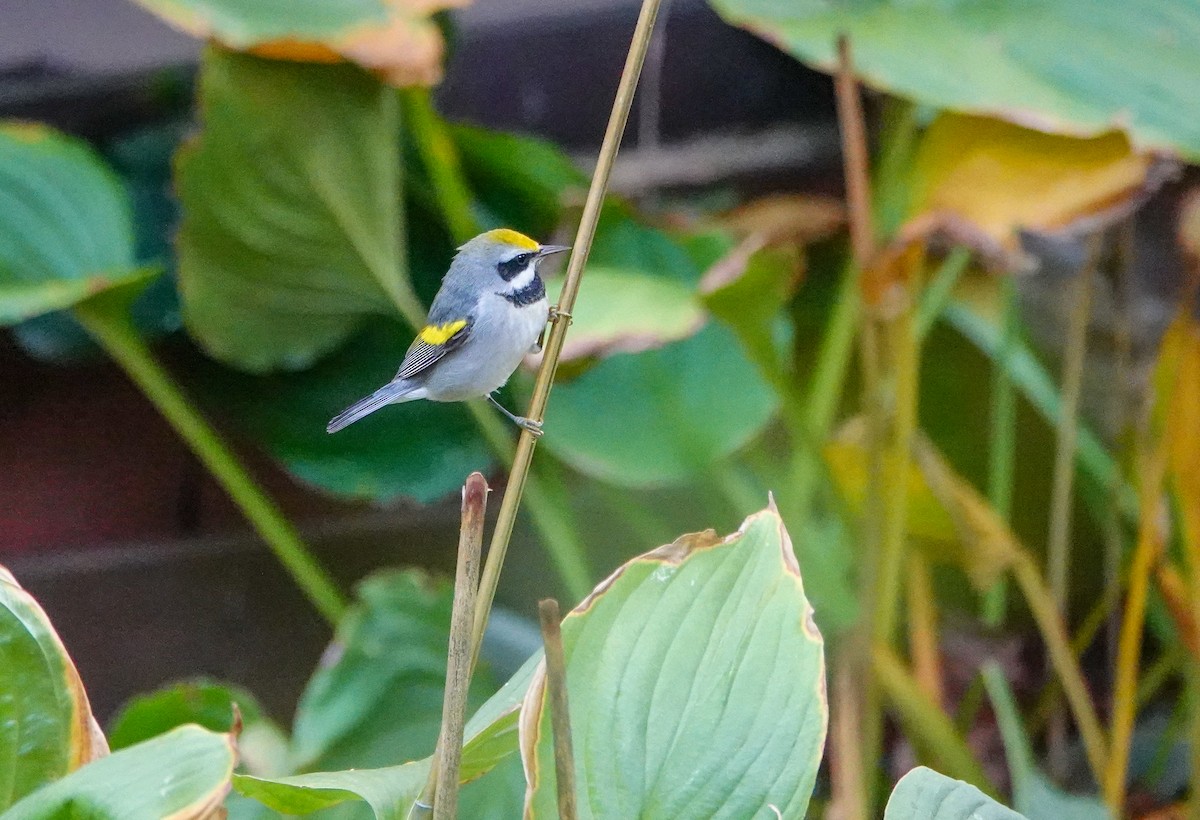 Golden-winged Warbler - ML642786465