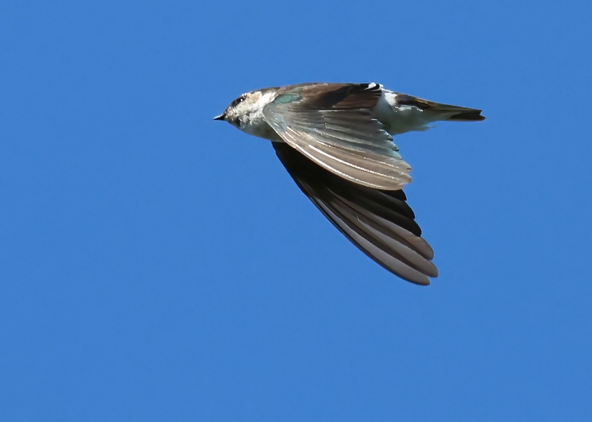 Violet-green Swallow - ML642786468