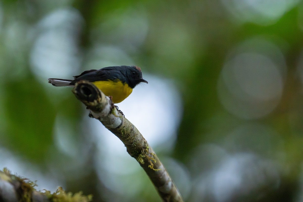 Larvenwaldsänger - ML642786472