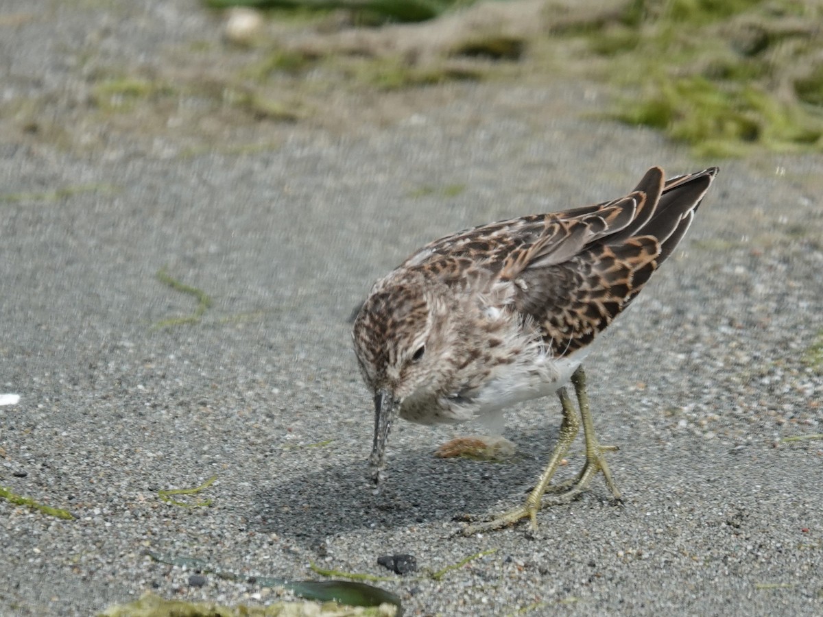 Least Sandpiper - ML642786481