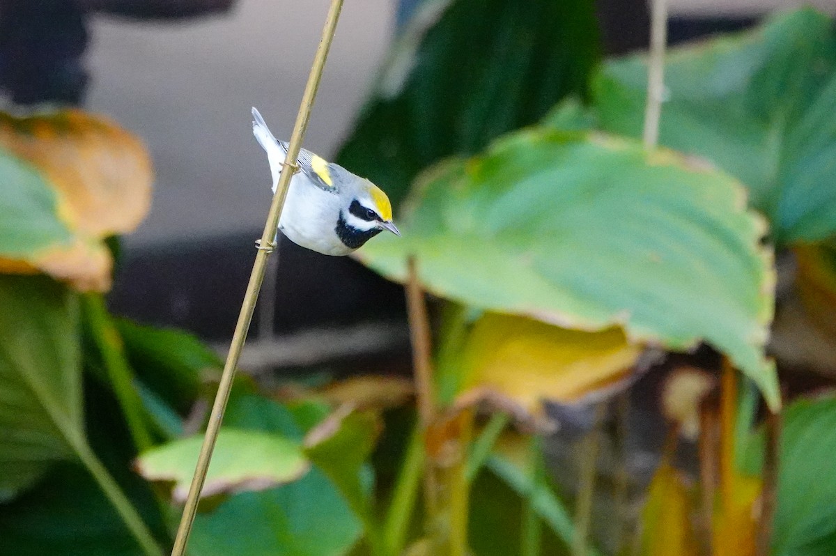 Golden-winged Warbler - ML642786483