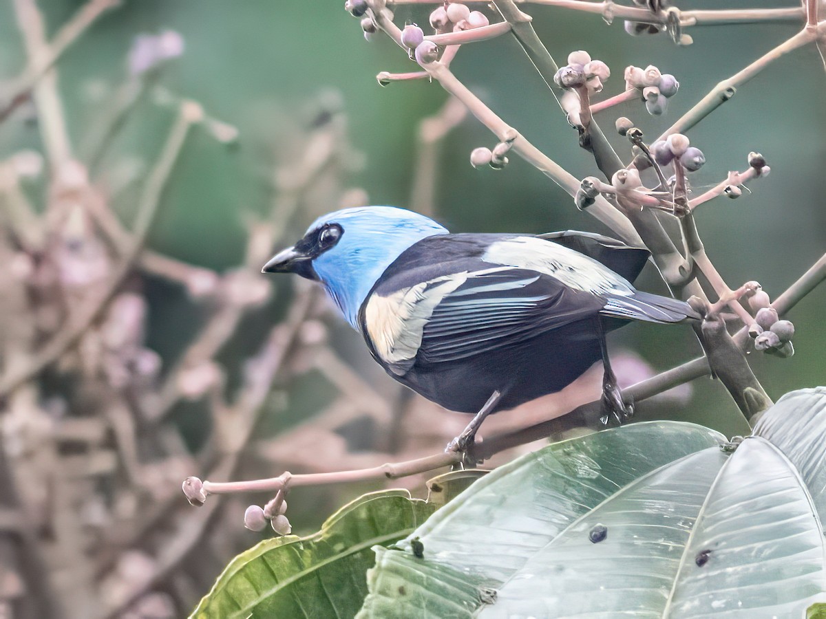 Blue-necked Tanager - ML642786498