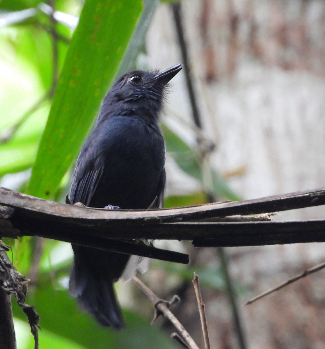 Bluish-slate Antshrike - ML642786501
