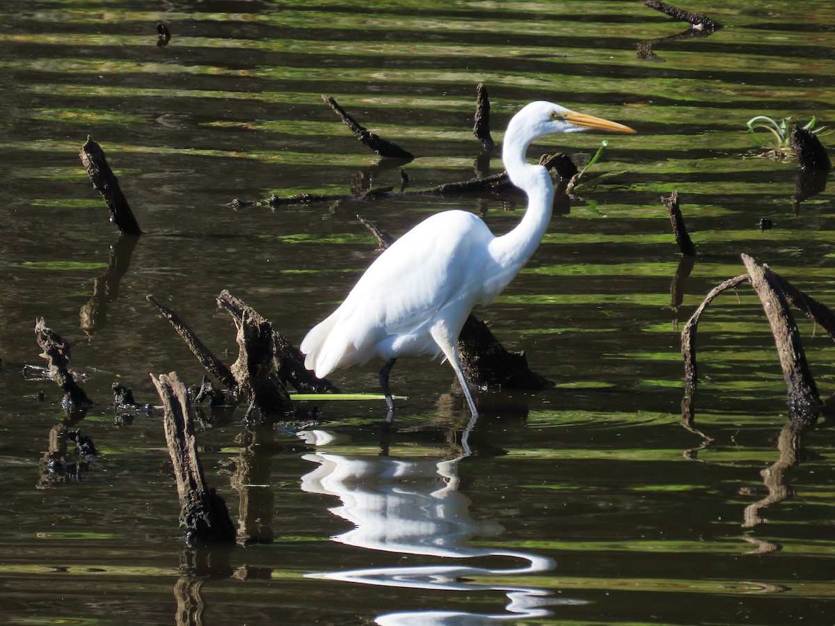 ダイサギ - ML642786505