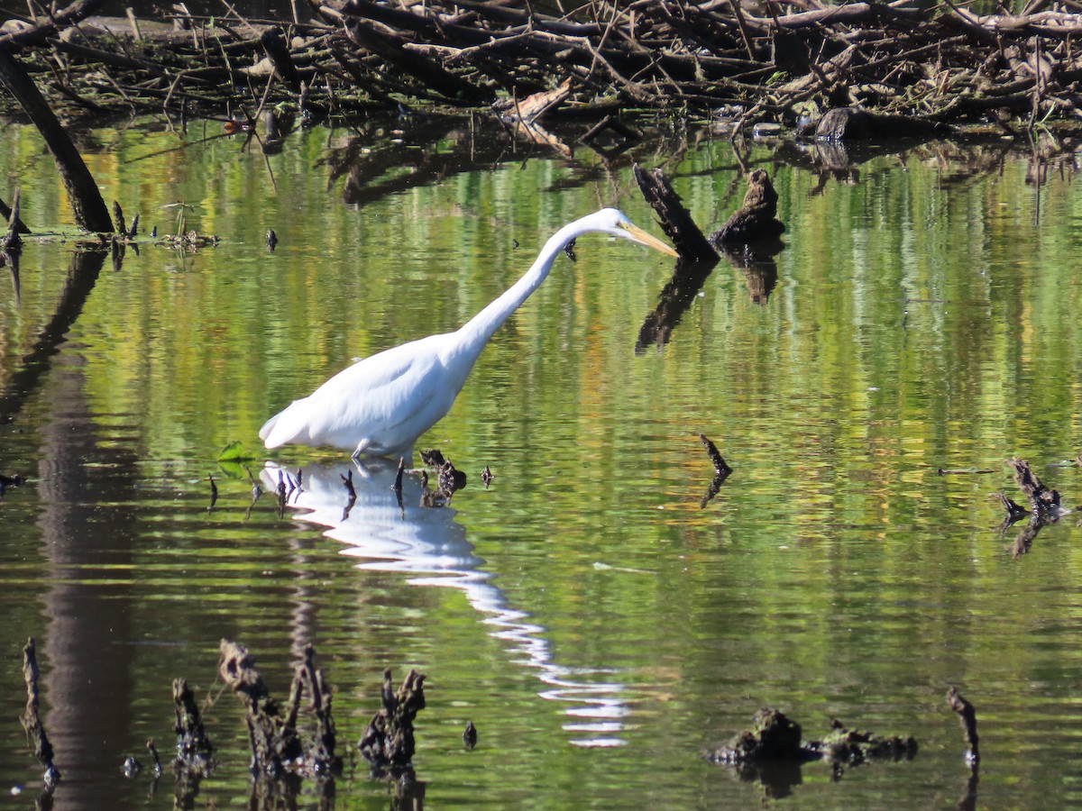 ダイサギ - ML642786507