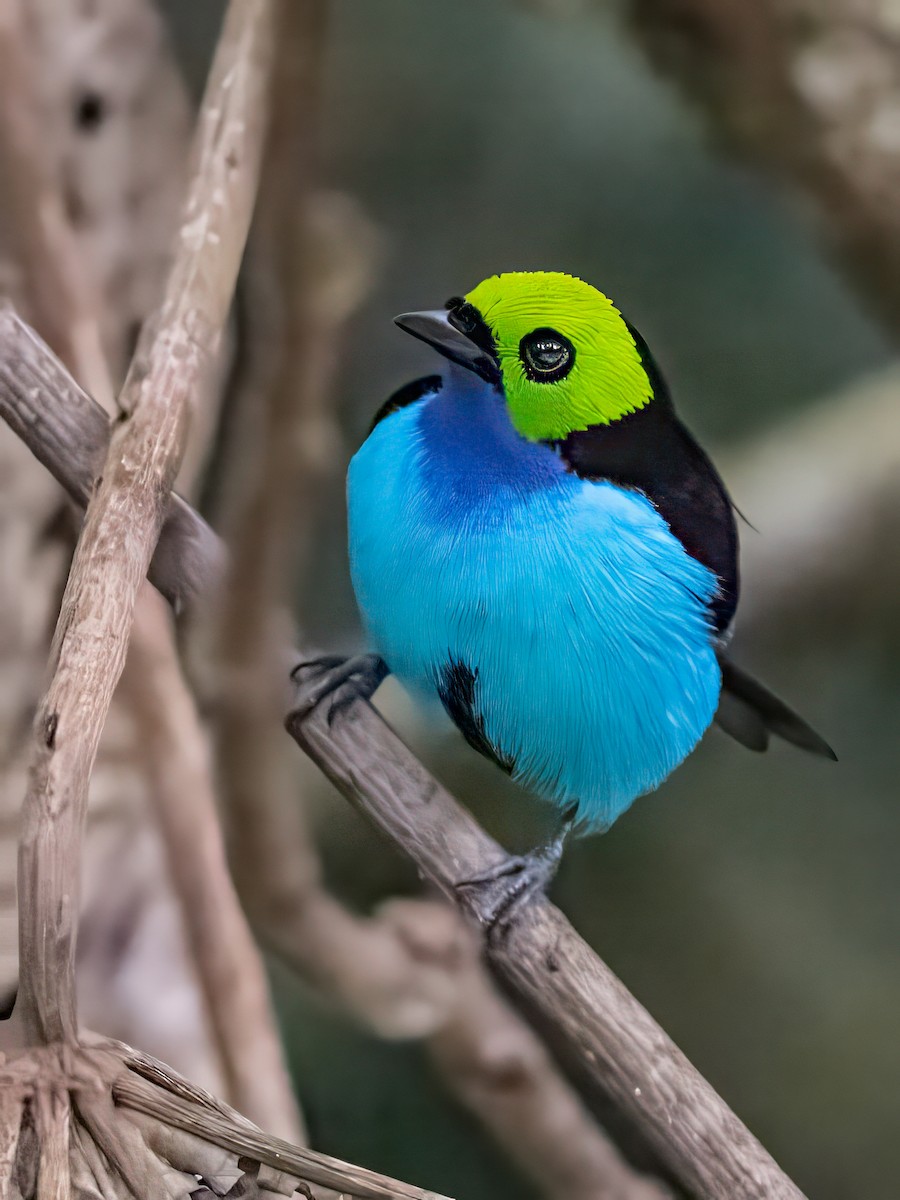 Paradise Tanager - ML642786510