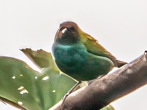 Bay-headed Tanager - ML642786518