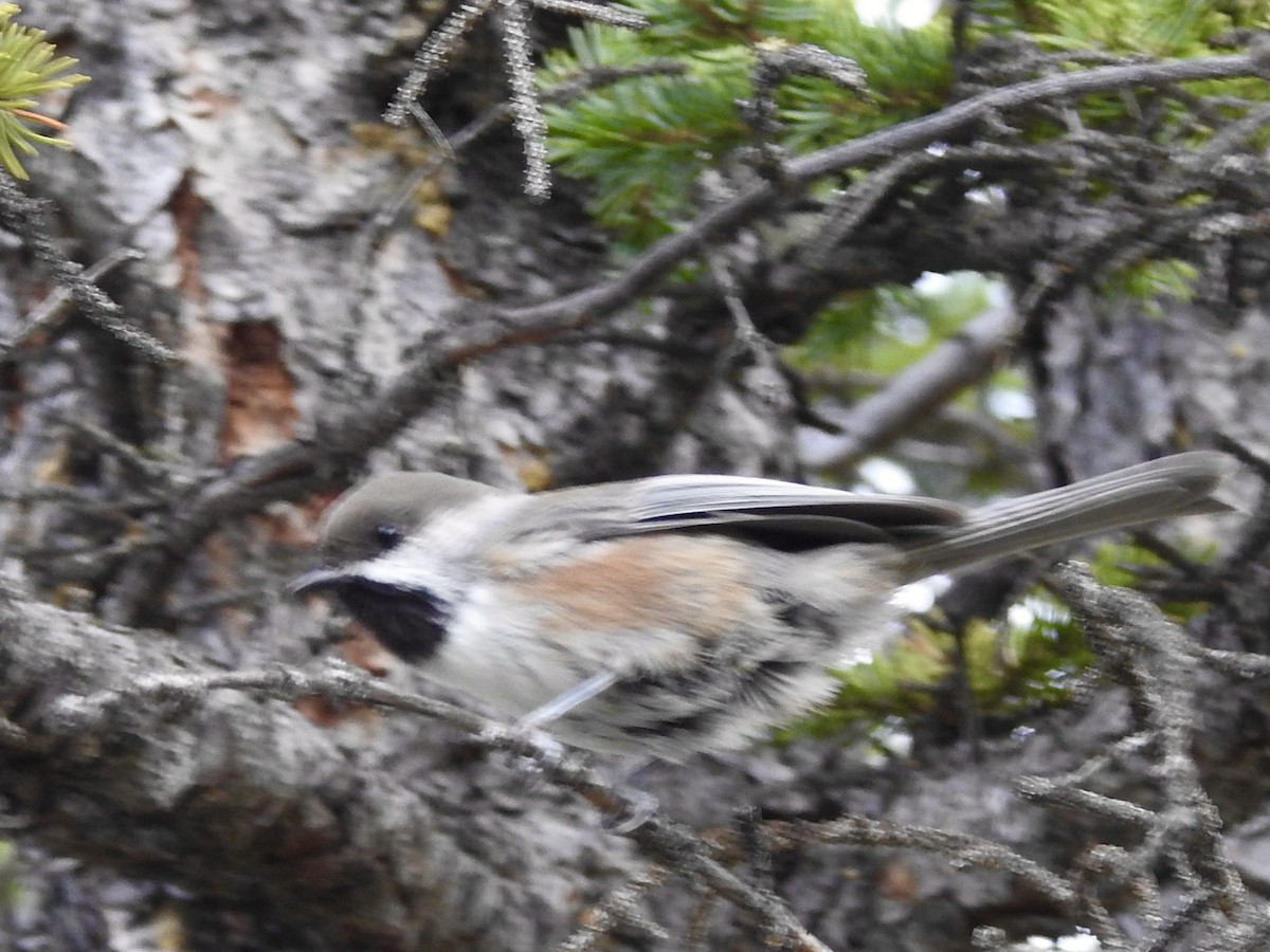 Boreal Chickadee - ML642786520