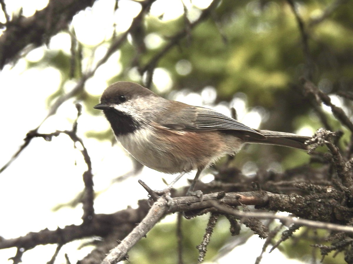 Boreal Chickadee - ML642786521