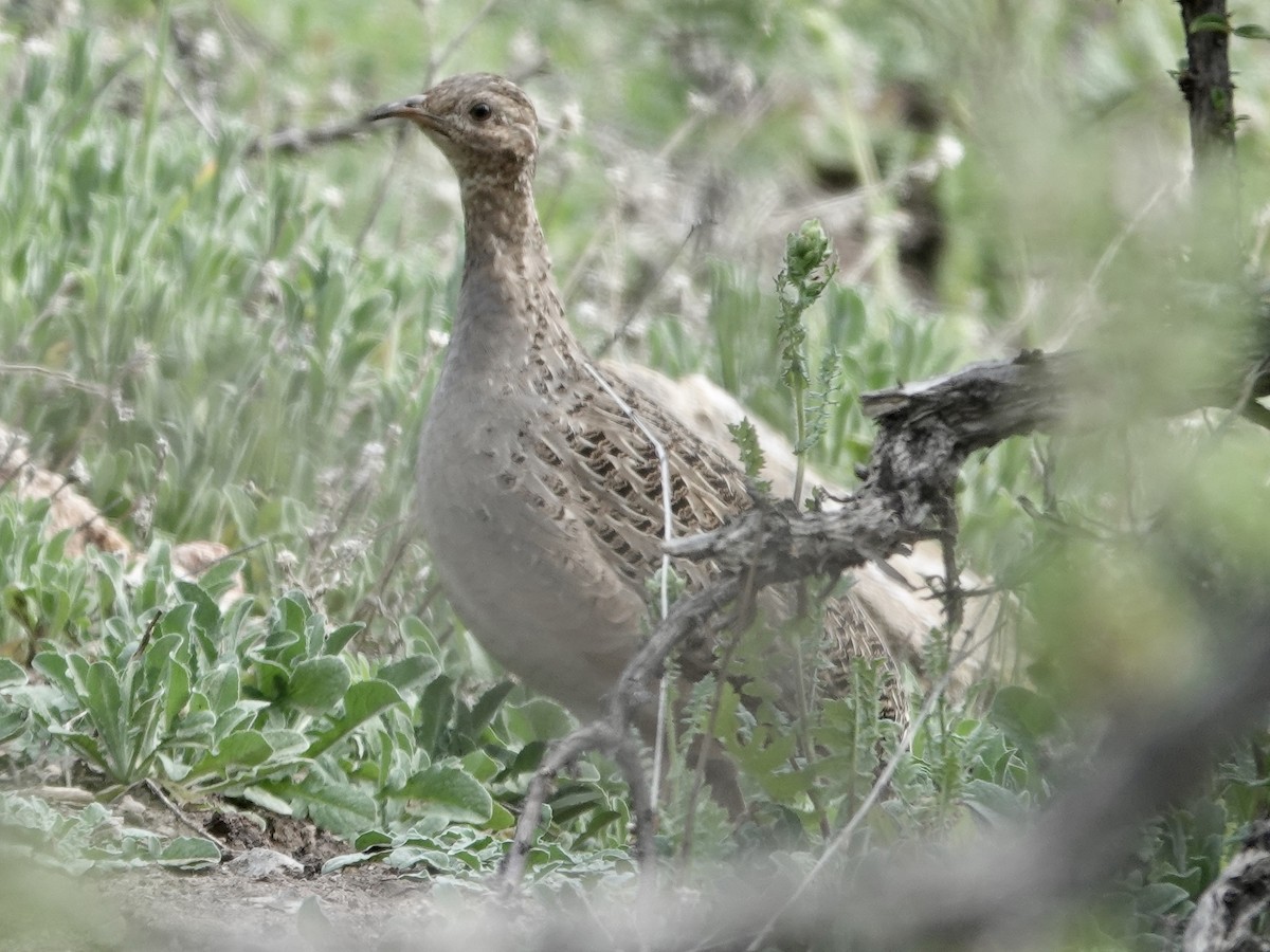 Chilean Tinamou - ML642786527