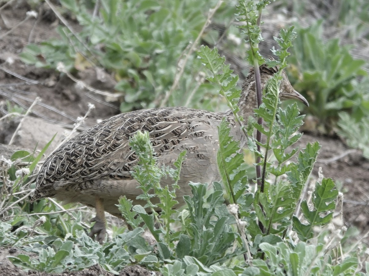 Chilean Tinamou - ML642786528
