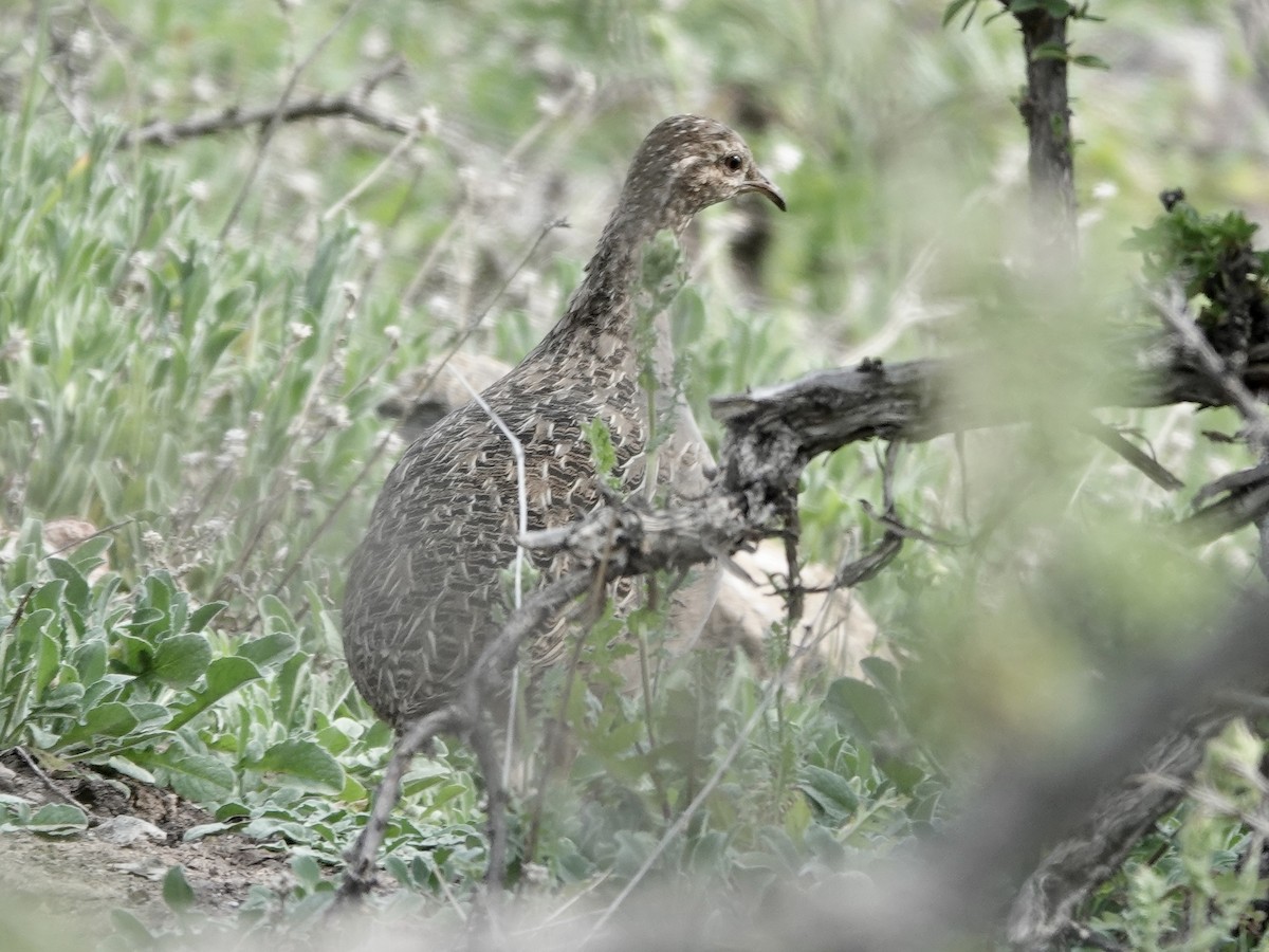 Chilean Tinamou - ML642786529
