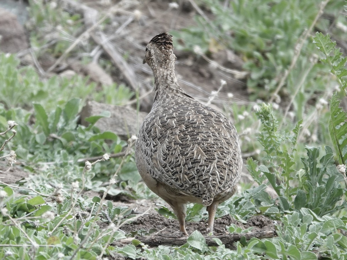 Chilean Tinamou - ML642786530