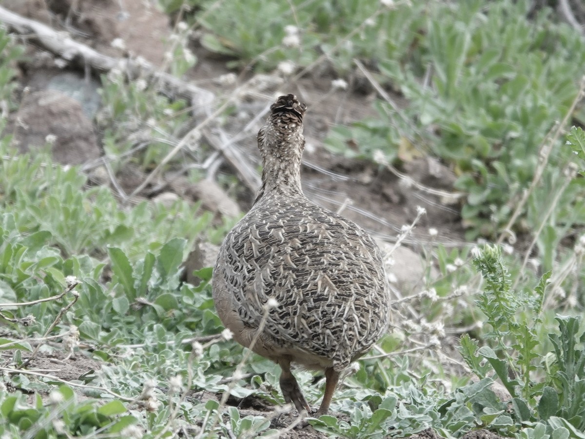 Chilean Tinamou - ML642786531