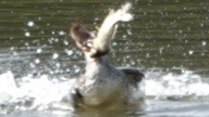 Common Merganser - ML642786534