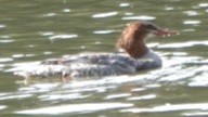 Common Merganser - ML642786535