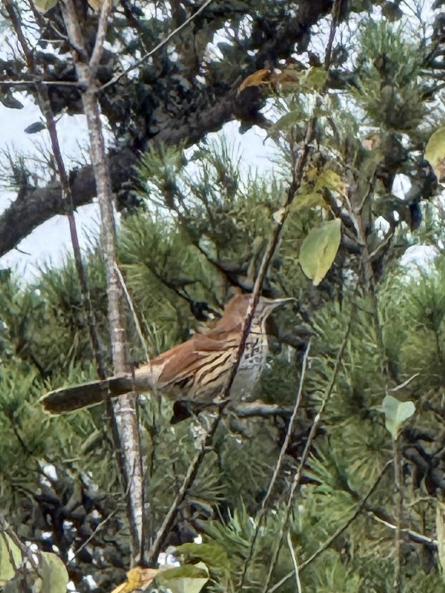 チャイロツグミモドキ - ML642786545