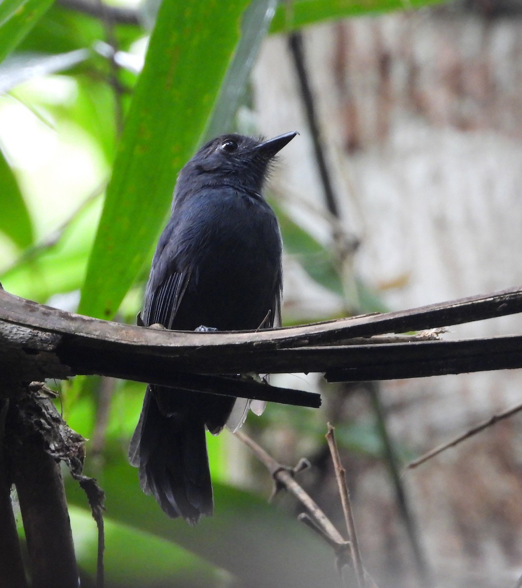 Bluish-slate Antshrike - ML642786551